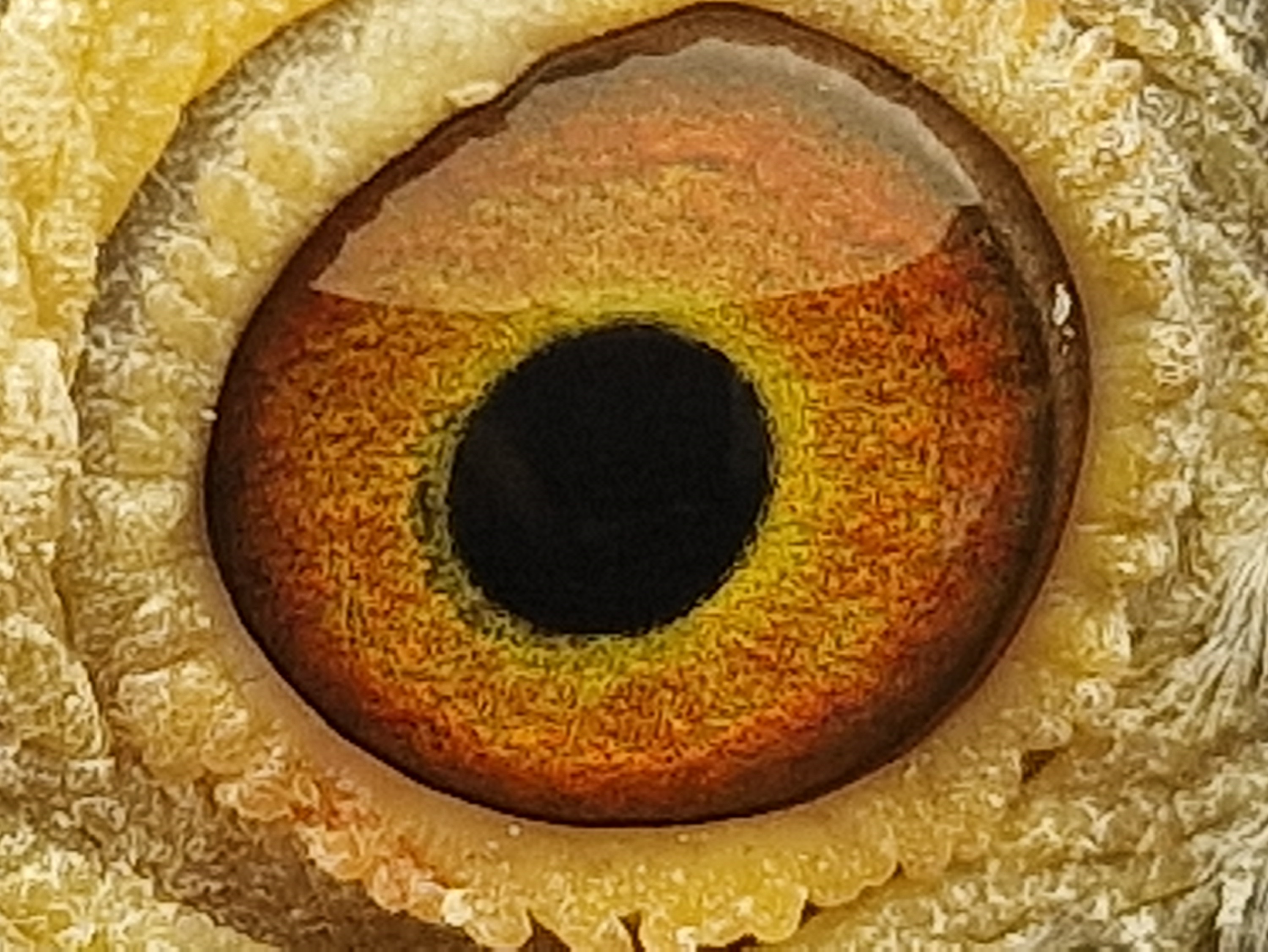 Pigeon eye